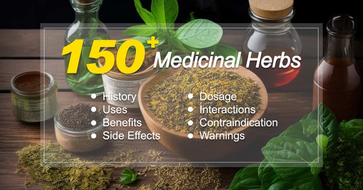 Lovage Root Oil: Unveiling Its Potent Celery-Angelica Scent