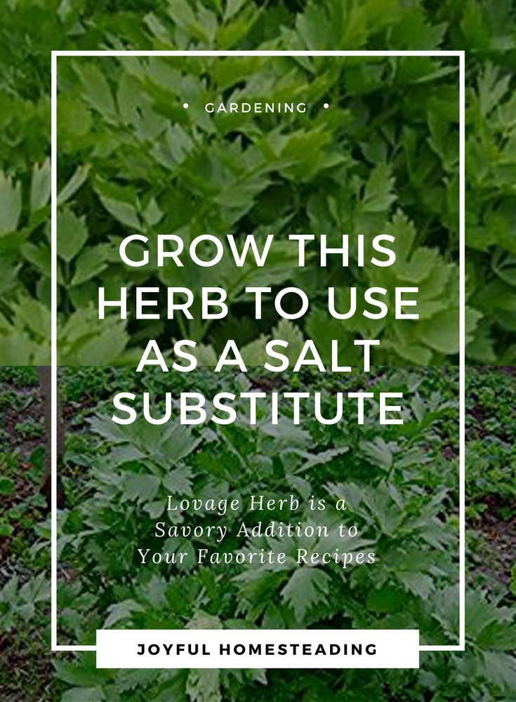 The Power of Lovage Root Oil: Micro-Dosing in Perfumery